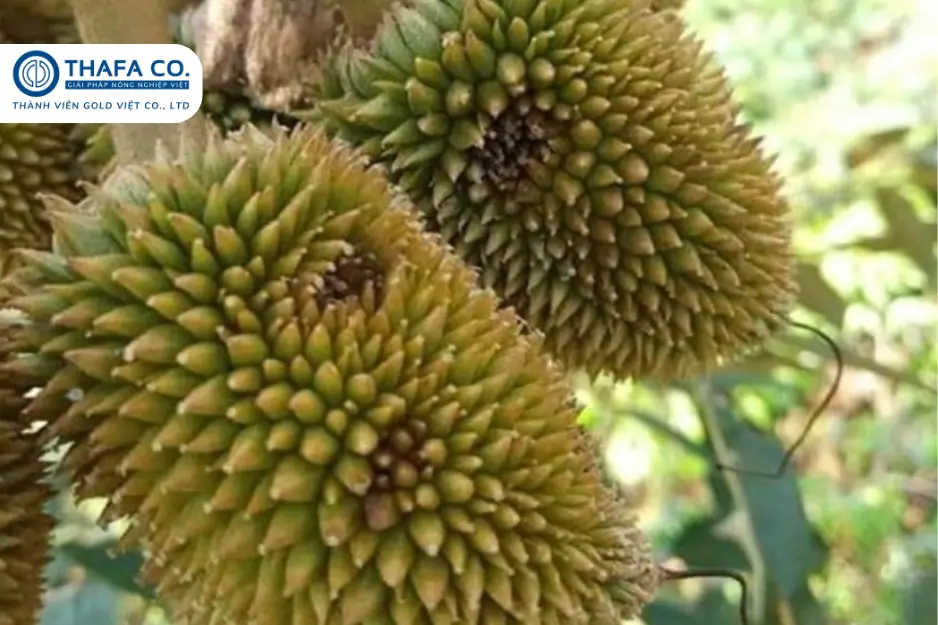 TOP 5 Biện Pháp Ngăn Ngừa Bệnh Thán Thư Sầu Riêng 5 Bệnh Thán Thư Sầu Riêng Trên Quả