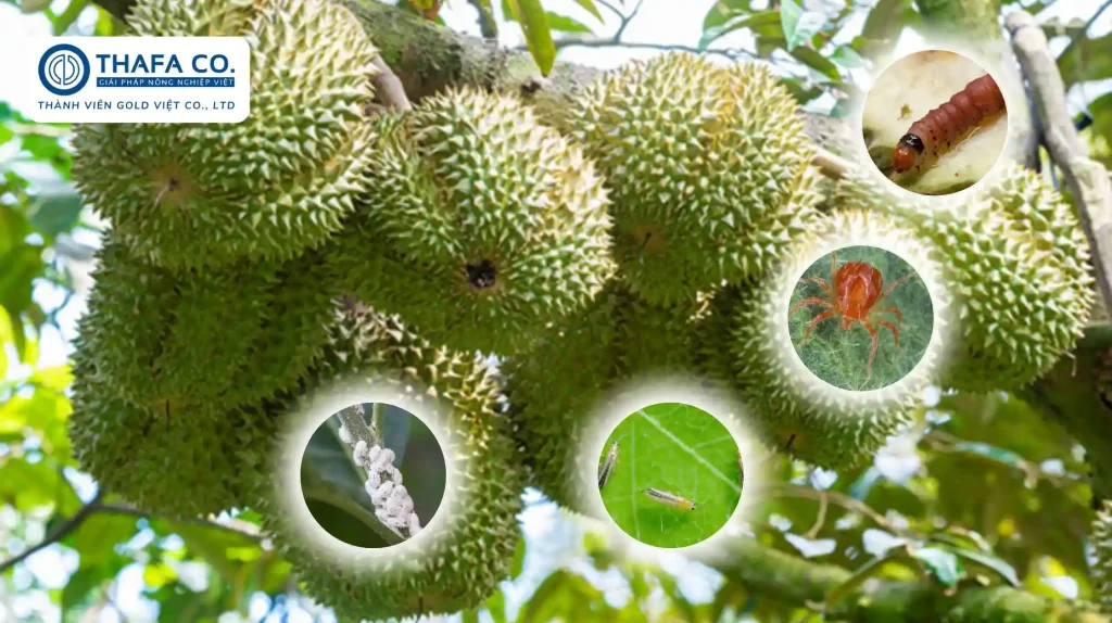 Các Loại Sâu Bệnh Trên Cây Sầu Riêng