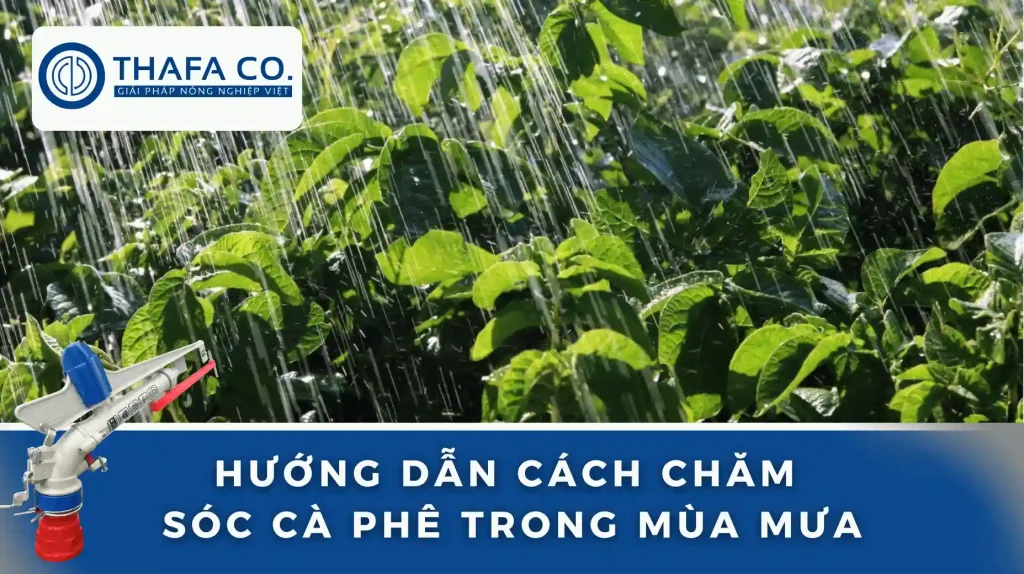 Cách Chăm Sóc Cà Phê Mùa Mưa