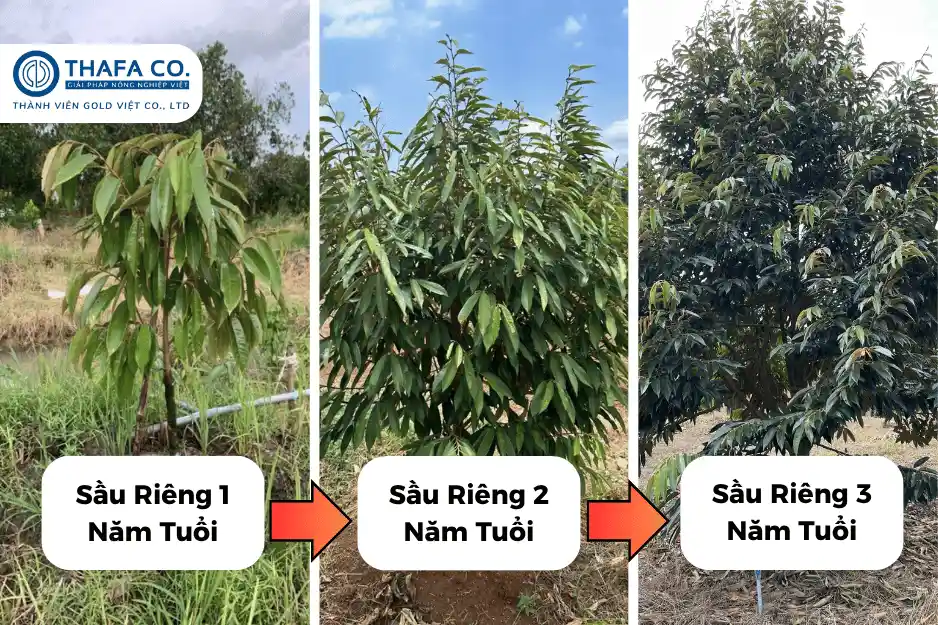 Chăm Sóc Sầu Riêng 3 Năm Tuổi Đúng Kỹ Thuật Cho Cây Phát Triển Tốt 2 Cách chăm sóc sầu riêng 3 năm tuổi