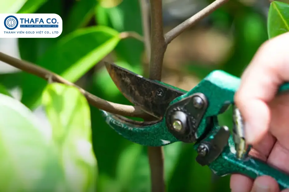 Cách Tỉa Cành Cây Sầu Riêng 3 Năm Tuổi