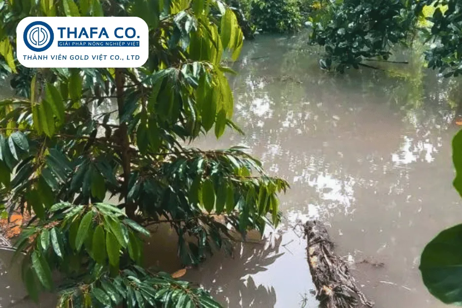 Hướng Dẫn Chăm Sóc Sầu Riêng Mùa Mưa Hiệu Quả Cho Năng Suất Cao 3 Ngập cây sầu riêng trong mùa mưa