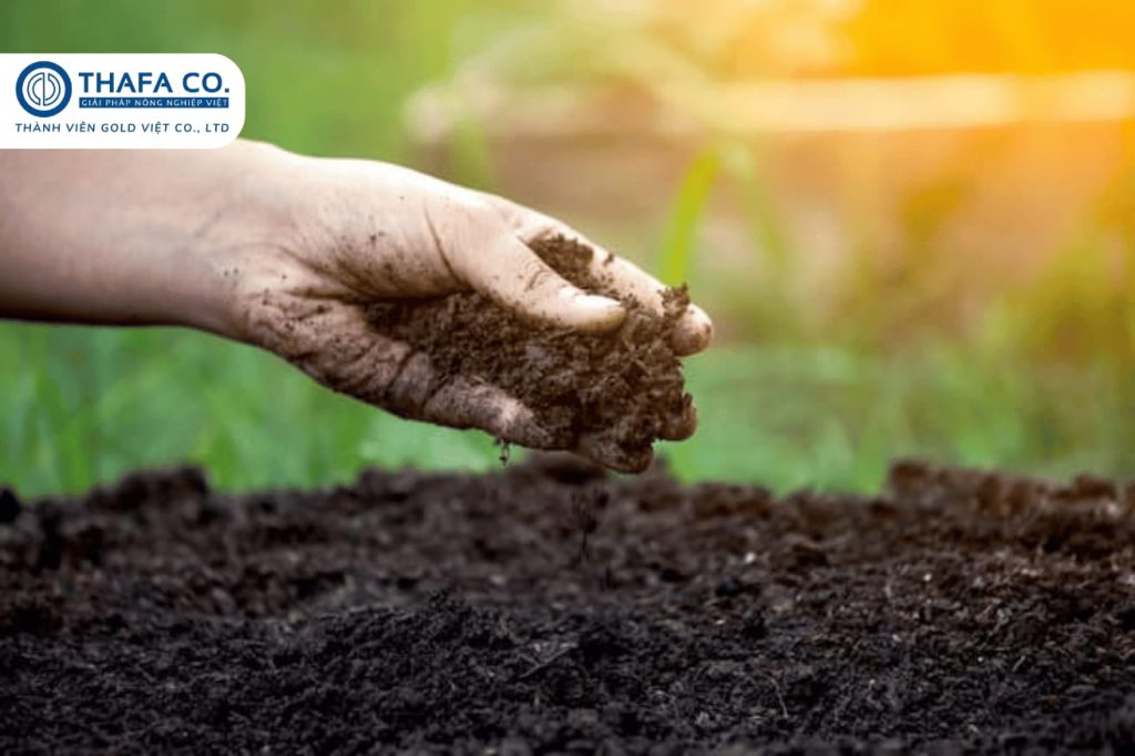 7+ Bí Quyết Chăm Sóc Sầu Riêng 1 Năm Tuổi 2 Chăm Sóc Sầu Riêng 1 Năm Tuổi