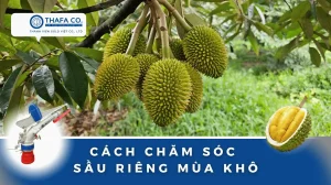 Cách Chăm Sóc Sầu Riêng Mùa Khô