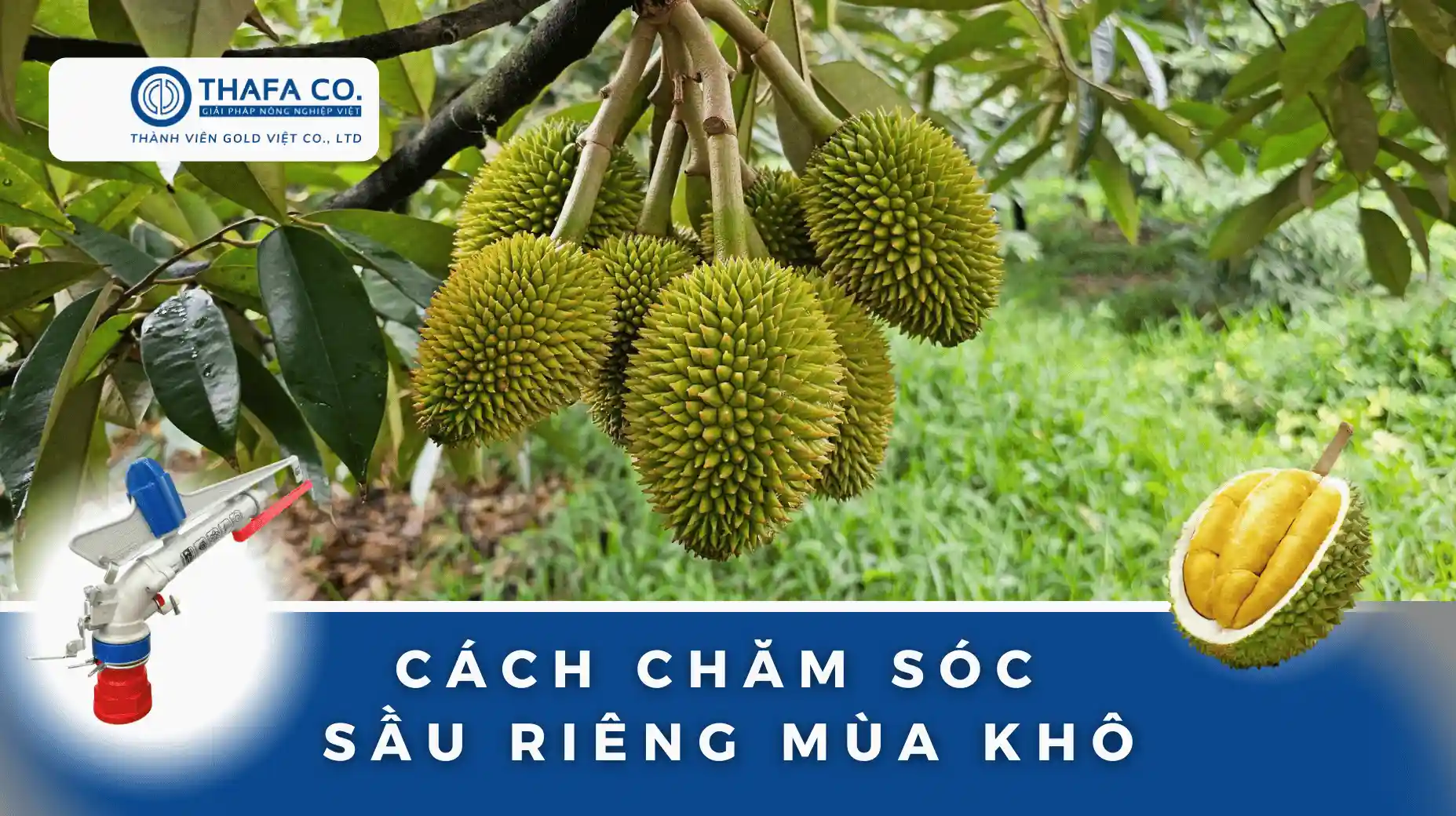 Cách Chăm Sóc Sầu Riêng Mùa Khô