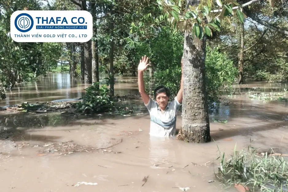 Hướng Dẫn Chăm Sóc Sầu Riêng Mùa Mưa Hiệu Quả Cho Năng Suất Cao 2 Vì sao chăm sóc sầu riêng mùa mưa lại quan trọng?