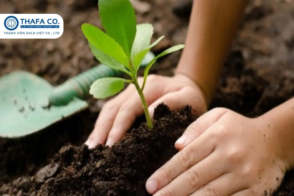 Hướng dẫn chăm sóc sầu riêng mùa khô