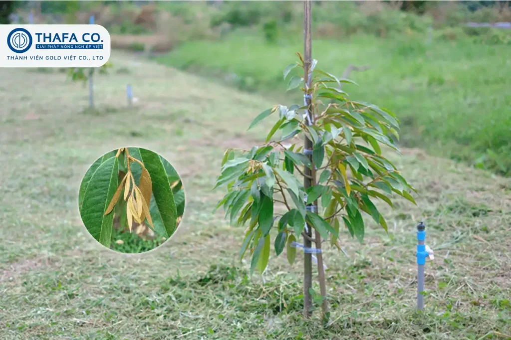 7+ Bí Quyết Chăm Sóc Sầu Riêng 1 Năm Tuổi 38 Lưu ý khi chăm sóc sầu riêng 1 năm tuổi