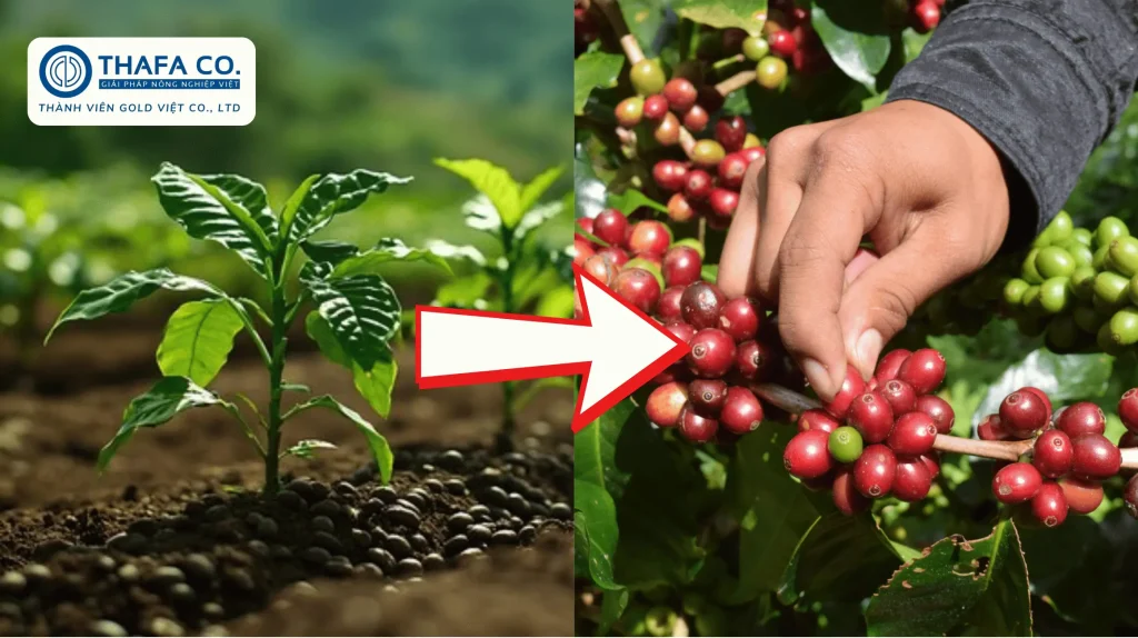kỹ thuật chăm sóc cà phê mới trồng