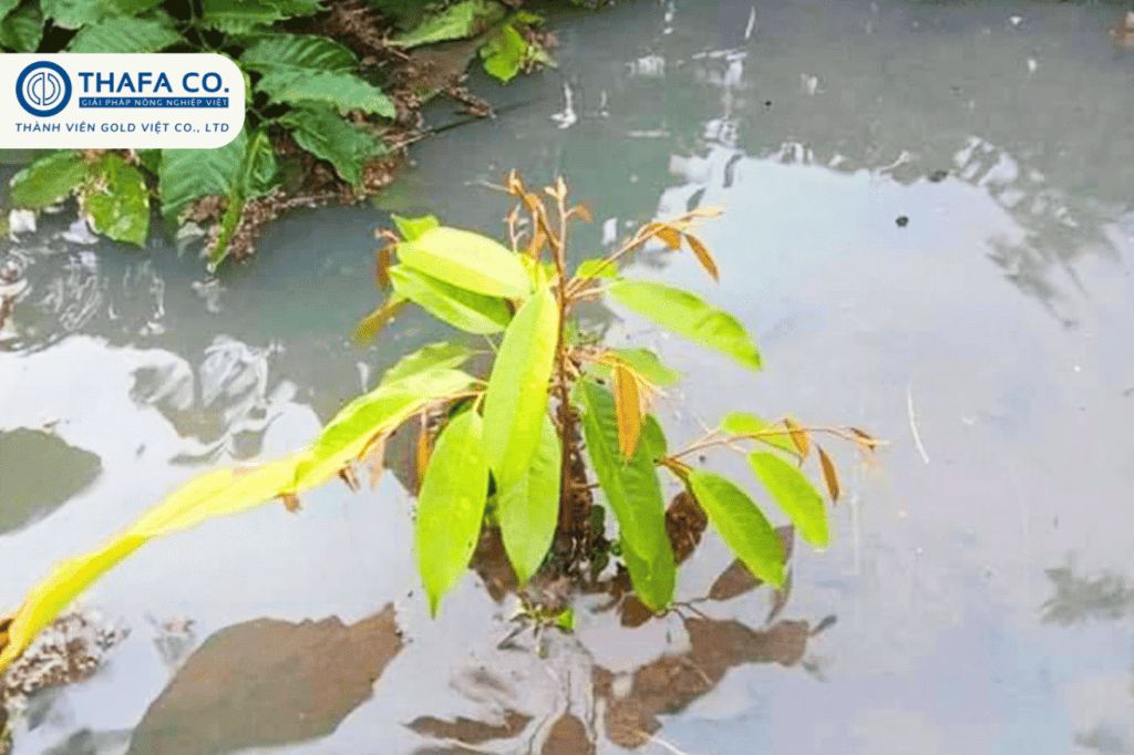 Sầu Riêng Con Bị Đốm Lá – Nguyên Nhân, Dấu Hiệu & Cách Trị Hiệu Quả 3 Nguyên nhân khiến sầu riêng con bị đốm lá