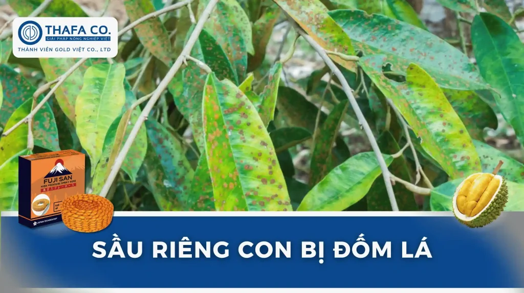 Nhận Biết Sầu Riêng Con Bị Đốm Lá