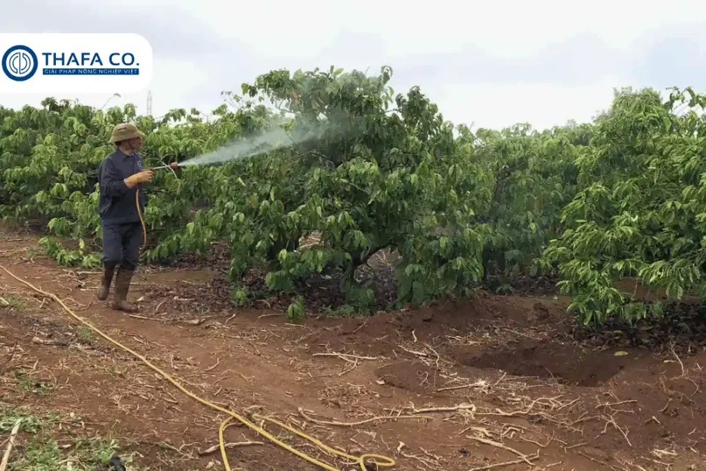 5 Phòng trừ sâu bệnh cho cà phê mùa mưa