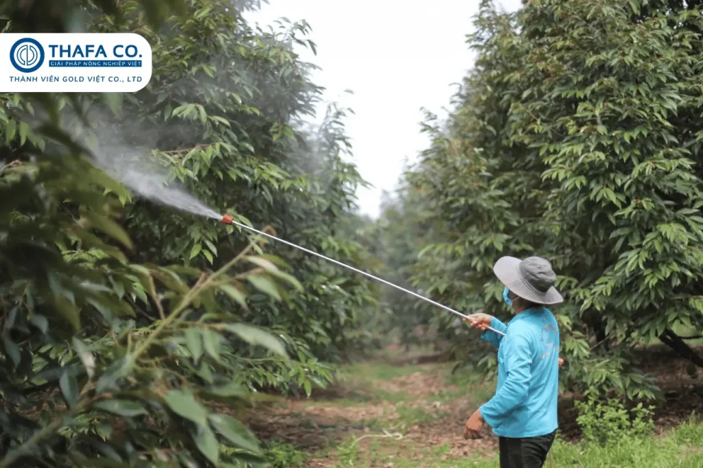 7+ Bí Quyết Chăm Sóc Sầu Riêng 1 Năm Tuổi 21 Phòng trừ các bệnh gây từ côn trùng và nấm bệnh