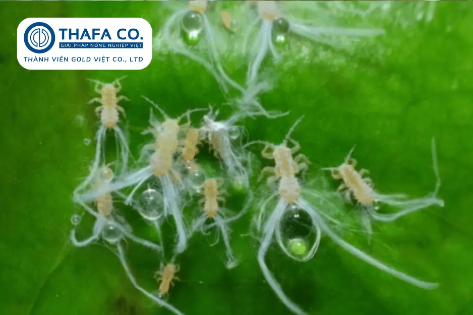 Các Loại Sâu Bệnh Trên Cây Sầu Riêng: Nhận Biết & Biện Pháp 24 Rầy nhảy trên cây sầu riêng