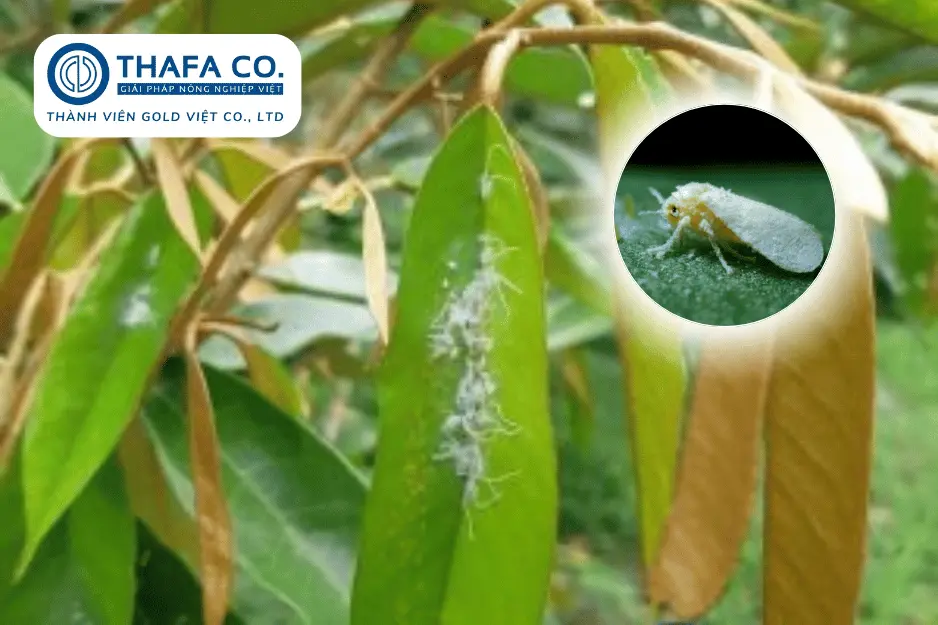Các Loại Sâu Bệnh Trên Cây Sầu Riêng: Nhận Biết & Biện Pháp 3 Rầy phấn trắng hại sầu riêng
