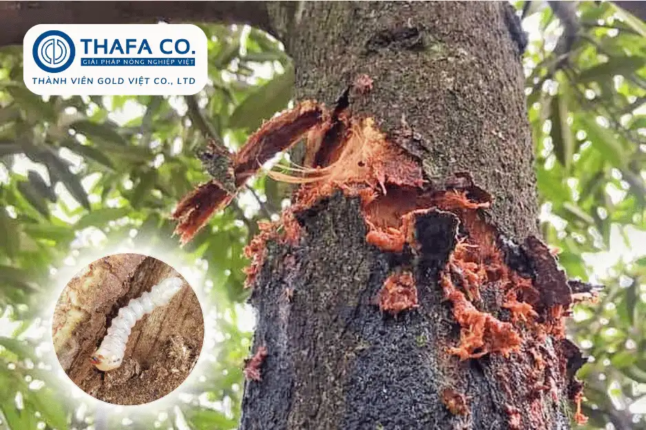 Các Loại Sâu Bệnh Trên Cây Sầu Riêng: Nhận Biết & Biện Pháp 22 Sâu Đục Thân Cây Sầu Riêng