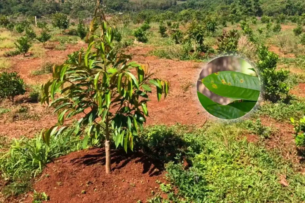 Sầu Riêng Con Bị Đốm Lá – Nguyên Nhân, Dấu Hiệu & Cách Trị Hiệu Quả 2 Dấu Hiệu Nhận Biết Sầu Riêng Con Bị Đốm Lá
