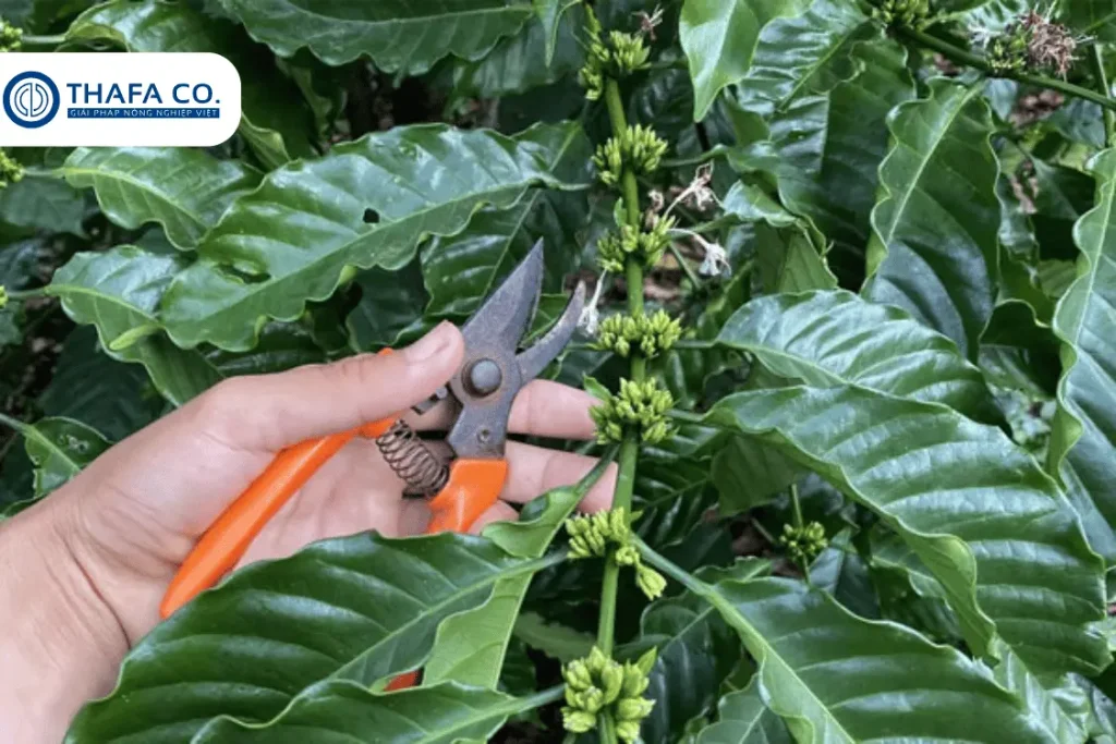 3 Tỉa cành cho cây cà phê vào mùa mưa