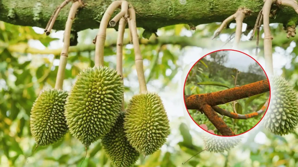Nấm hồng trên cây sầu riêng