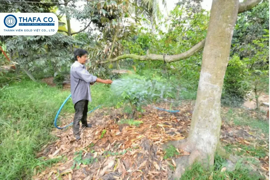 Xử lý sầu riêng con bị đốm lá