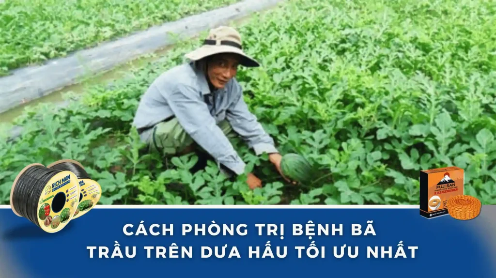 Bệnh bã trầu trên dưa hấu