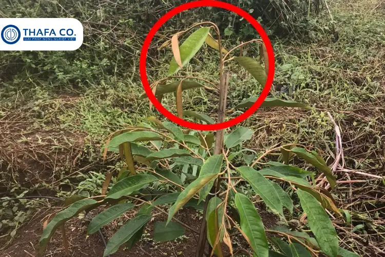 Bệnh hại trên cây sầu riêng