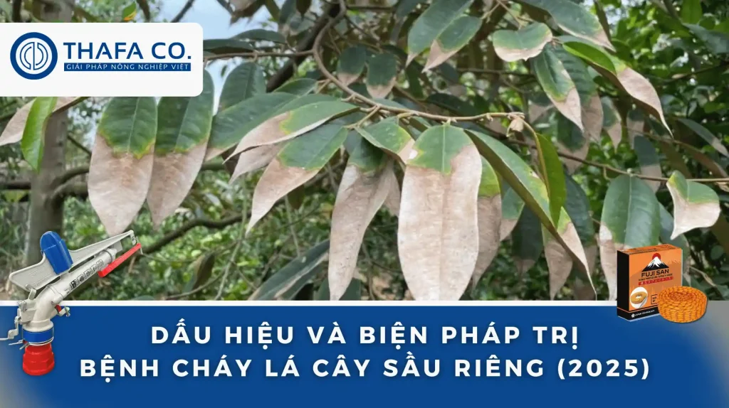Bệnh Cháy Lá Sầu Riêng