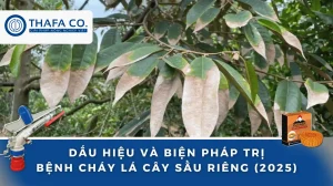 Bệnh Cháy Lá Sầu Riêng