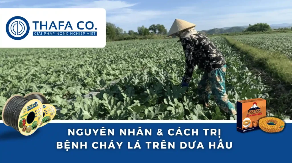 Bệnh cháy lá trên dứa hấu