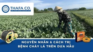 Bệnh cháy lá trên dứa hấu