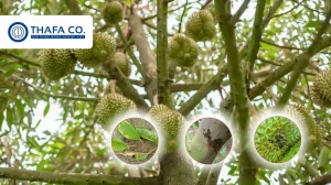 Bệnh Hại Sầu Riêng Thường Gặp