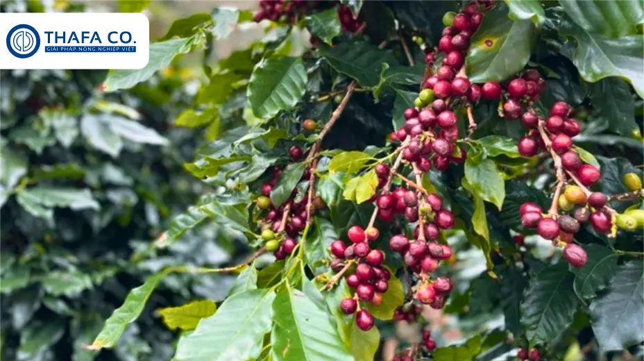 Bệnh Nấm Hồng Trên Cây Cà Phê