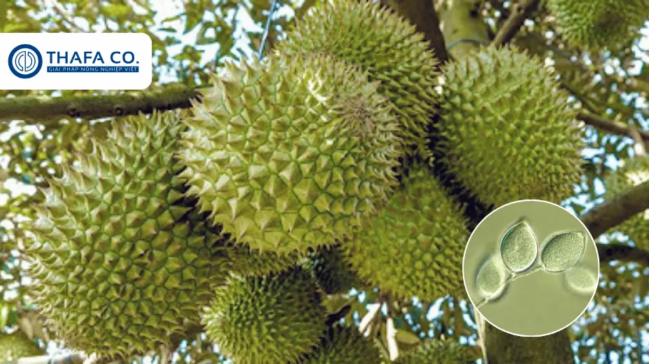 Bệnh Nấm Phytophthora Trên Sầu Riêng