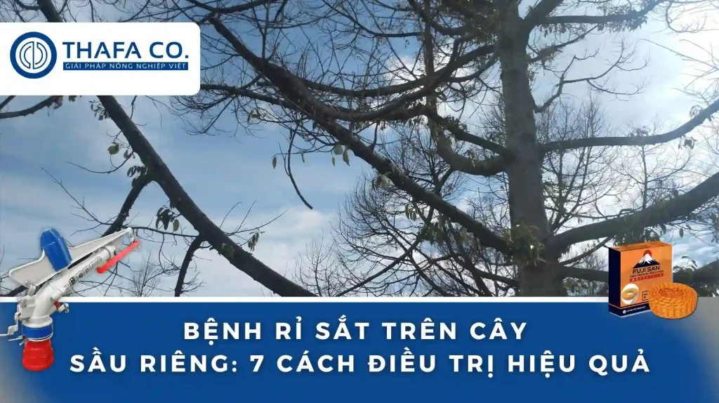 Bệnh Rỉ Sắt Trên Cây Sầu Riêng