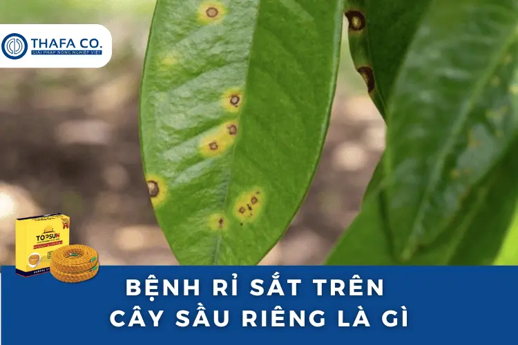 Bệnh Rỉ Sắt Trên Cây Sầu Riêng: Nguyên Nhân, Dấu Hiệu & Cách Trị 2 Bệnh rỉ sắt trên cây sầu riêng