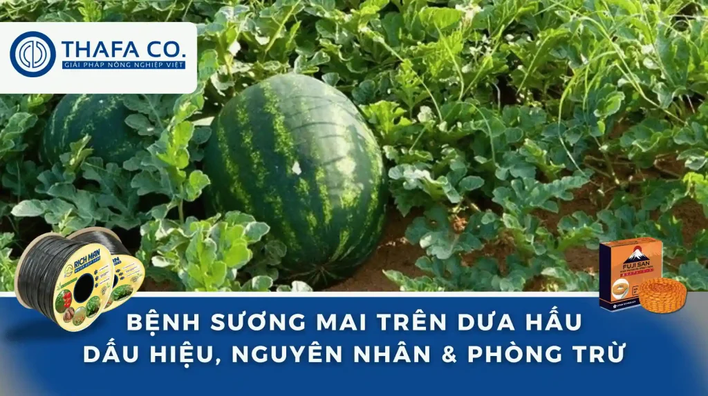 Bệnh Sương Mai Trên Dưa Hấu