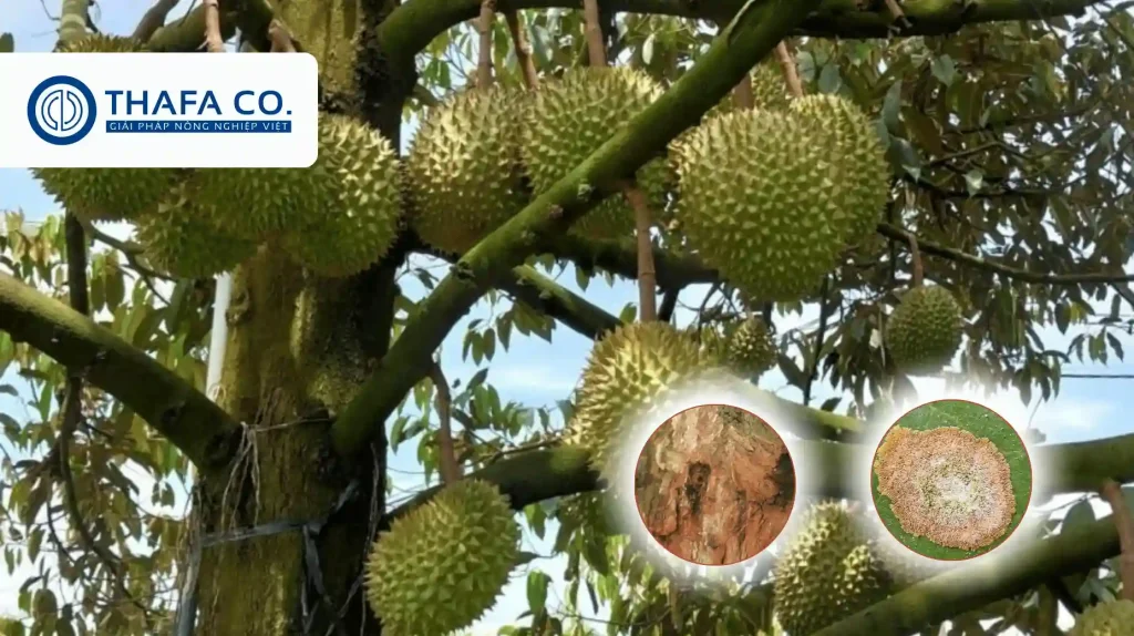 Bệnh tảo đỏ trên cây sầu riêng