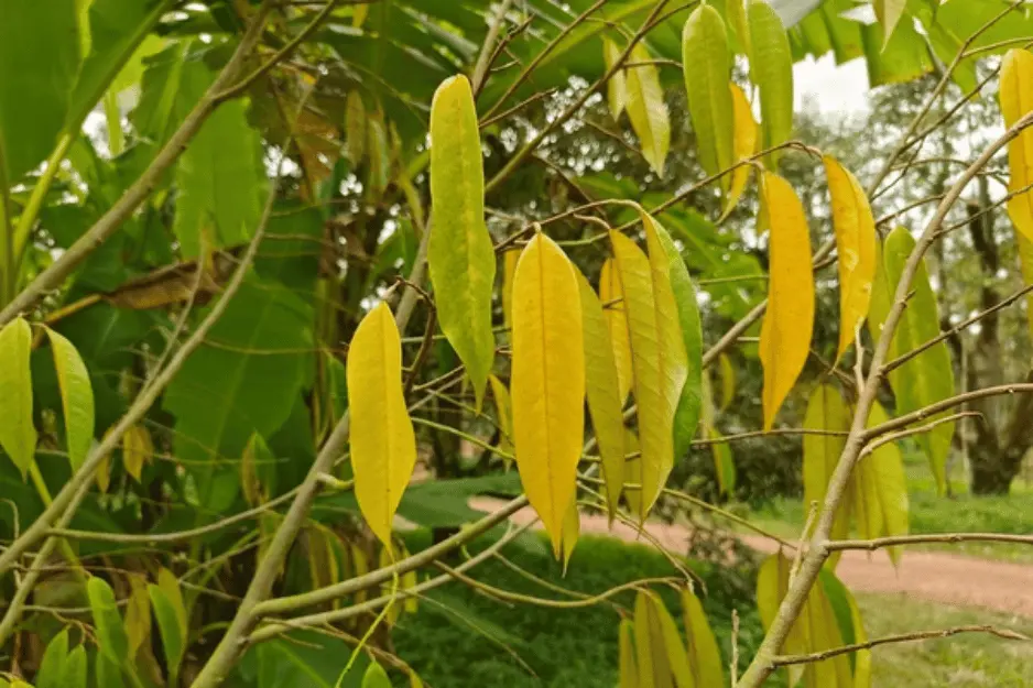 Sầu riêng bị vàng lá khi gặp bệnh tảo đỏ