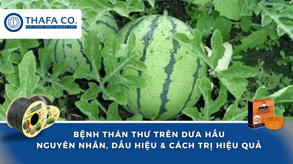 Bệnh Thán Thư Trên Dưa Hấu