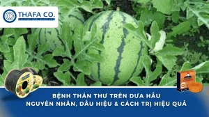 Bệnh Thán Thư Trên Dưa Hấu