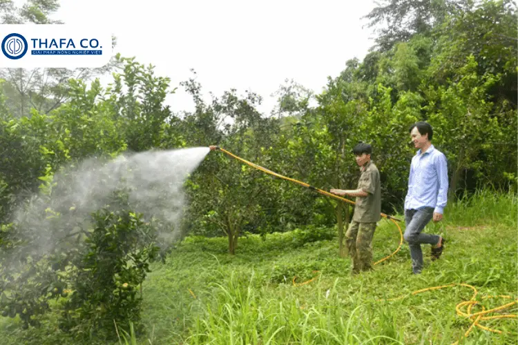 Biện Pháp Phòng Tránh Tổng Thể Các Loại Bệnh Hại Sầu Riêng