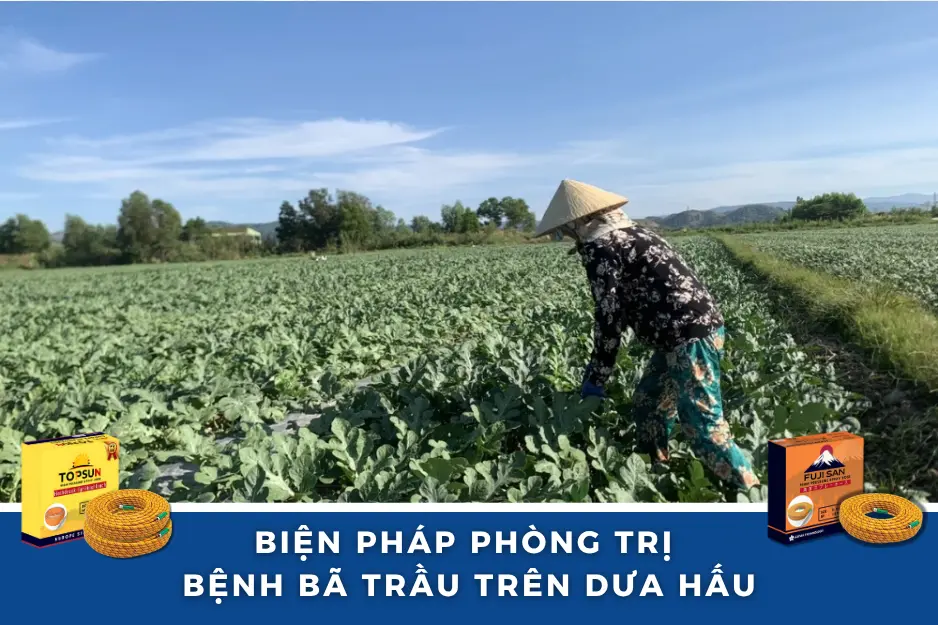 Cách Phòng Trị Bệnh Bã Trầu Trên Dưa Hấu Tối Ưu Nhất 4 Biện pháp phòng trị bệnh bã trầu trên dưa hấu