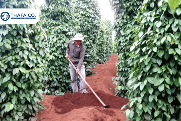 Biện pháp phòng trừ bệnh nấm hồng trên cây tiêu