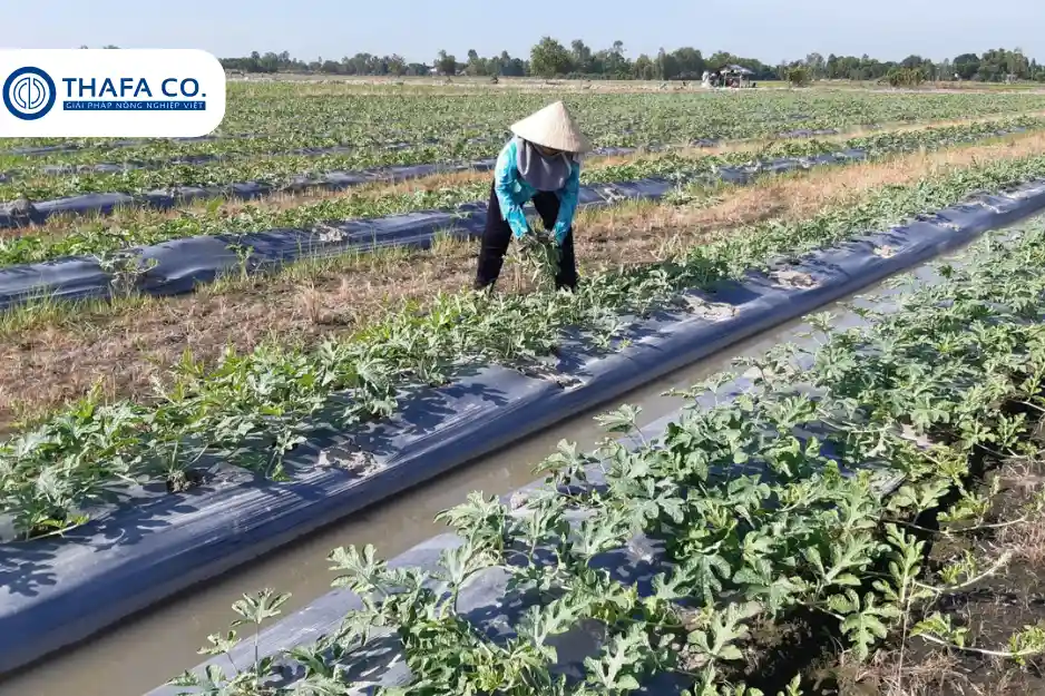 Nguyên Nhân & Cách Trị Bệnh Cháy Lá Trên Dưa Hấu 2025 4 Biện pháp trị bệnh cháy lá trên dưa hấu
