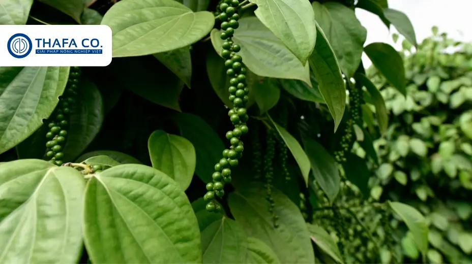 Các Bước Chăm Sóc Cây Tiêu Trong Mùa Mưa