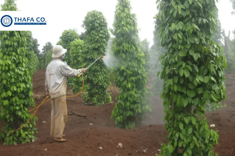 Những lưu ý bệnh nấm hồng trên cây tiêu