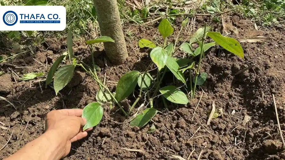Hướng dẫn cách chăm sóc tiêu mới trồng
