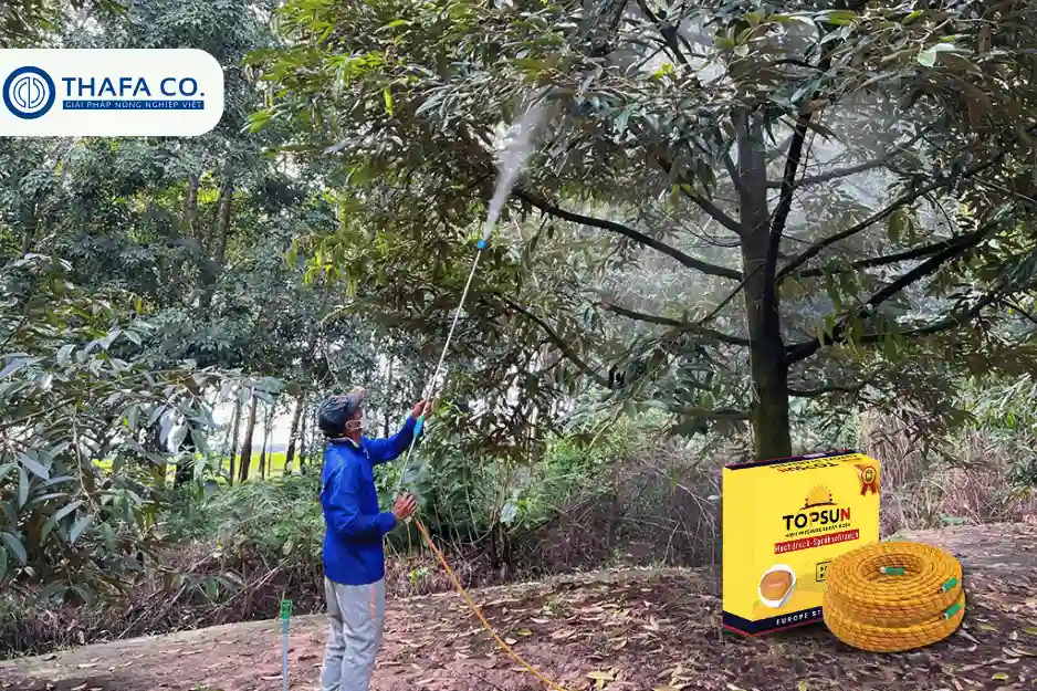 Cách phòng trị bệnh tảo đỏ trên cây sầu riêng hiệu quả