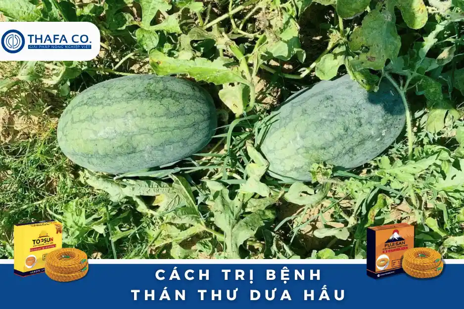 Bệnh thán thư trên dưa hấu: Nguyên nhân, dấu hiệu & cách trị hiệu quả 2025 4 Cách trị bệnh thán thư dưa hấu