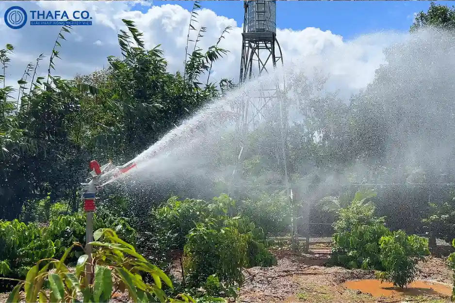 10 Cách Hiệu Quả Chống Lại Rầy Phấn Trắng Hại Sầu Riêng 5 Cách tưới nước trôi đi con rầy